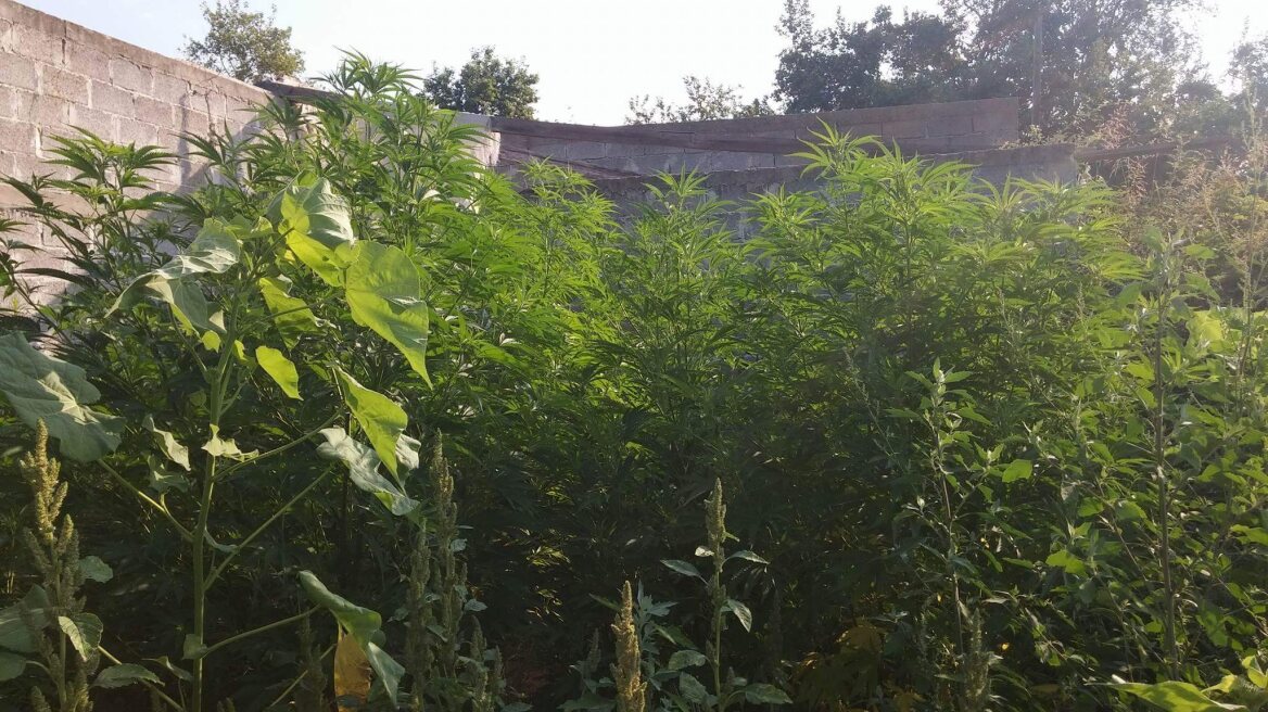 Πέλλα: Συνελήφθησαν τρεις Έλληνες για καλλιέργεια κάνναβης