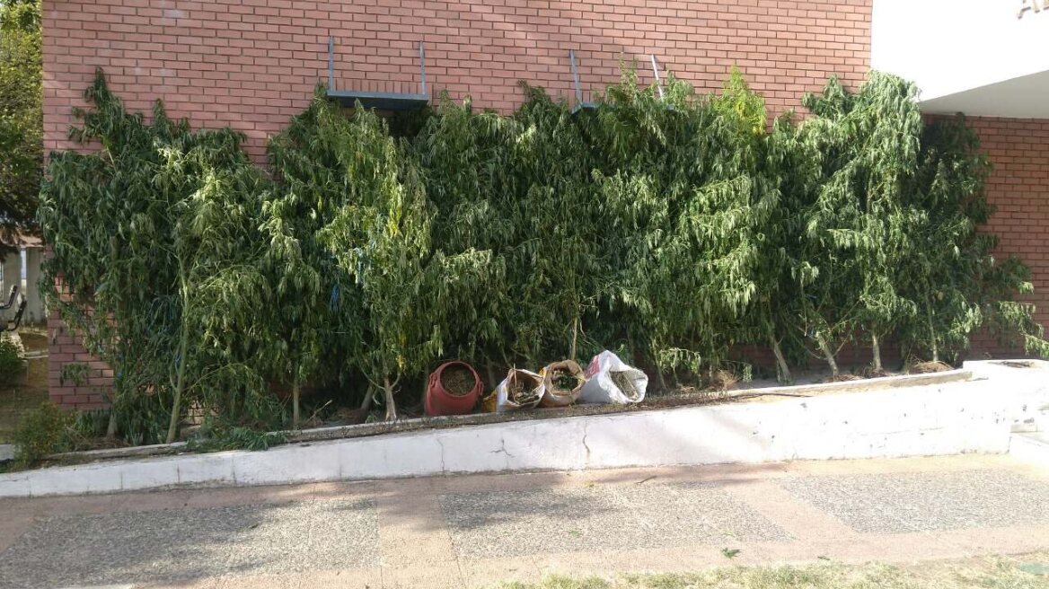 Σέρρες: Σε κτηνοτροφική μονάδα καλλιεργούσαν χασισοφυτεία