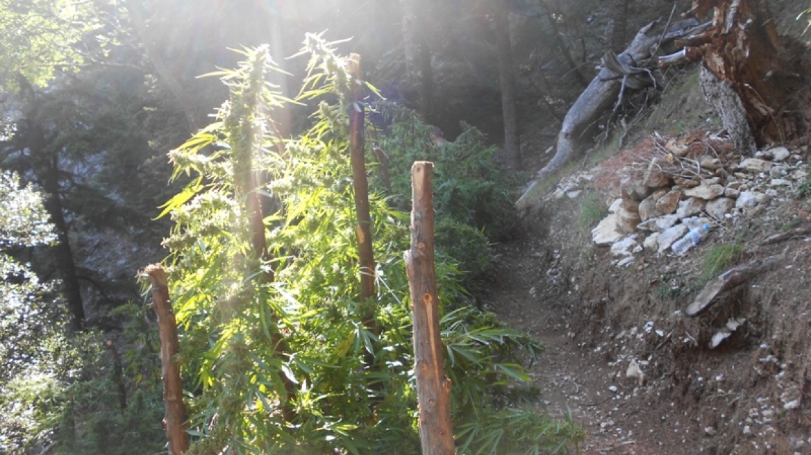 Αγρίνιο: Συνελήφθη 50χρονος για ένα δενδρύλλιο κάνναβης!