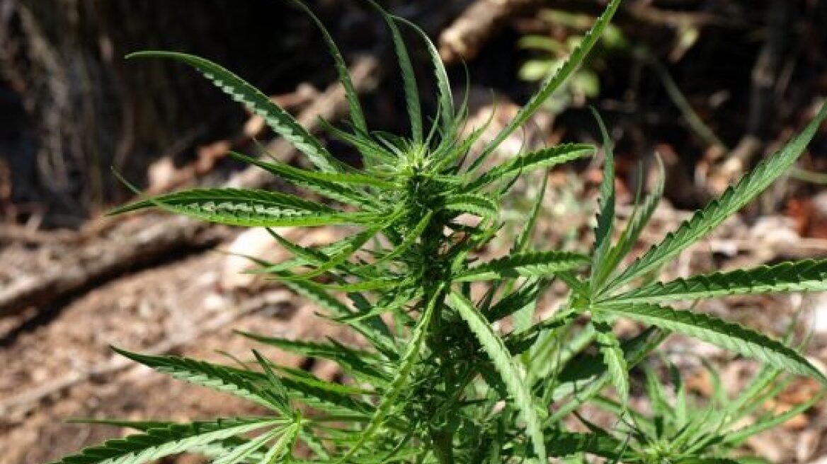 Συνελήφθη ένας Αλβανός για την τεράστια χασισοφυτεία που βρέθηκε στη Λακωνία