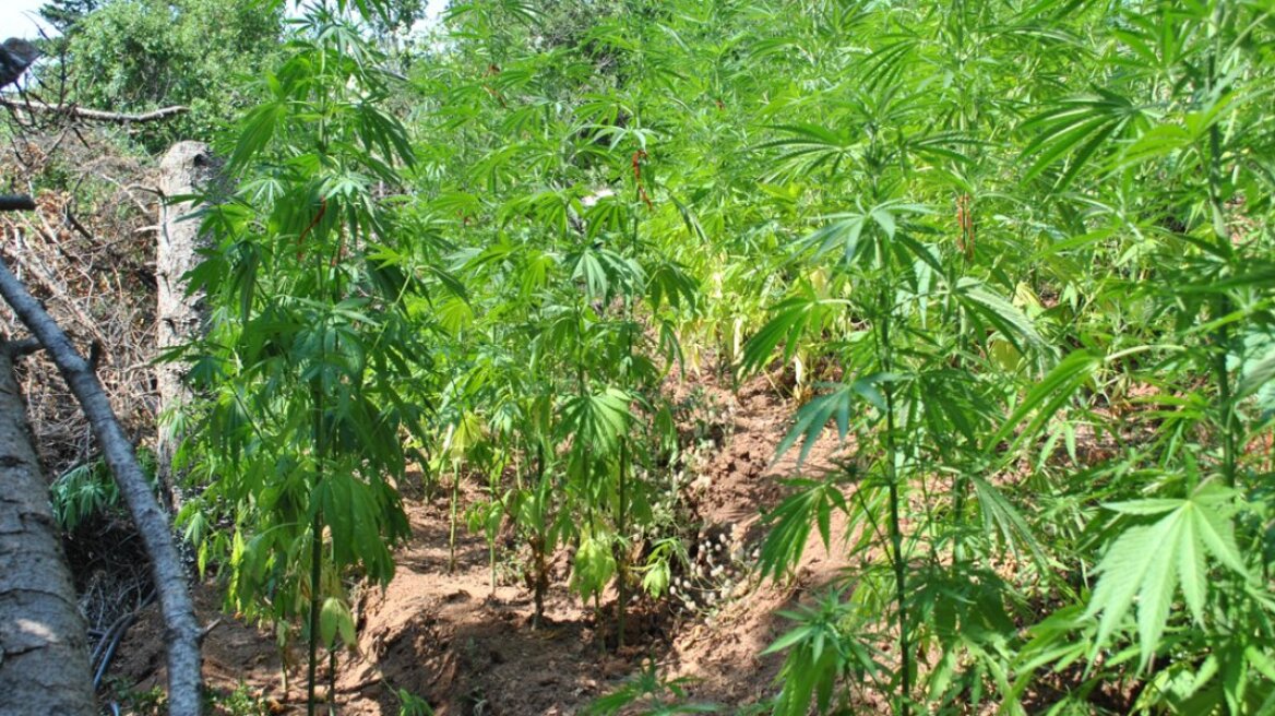 Μεγάλη χασισοφυτεία ανάμεσα σε θάμνους στην Πιερία