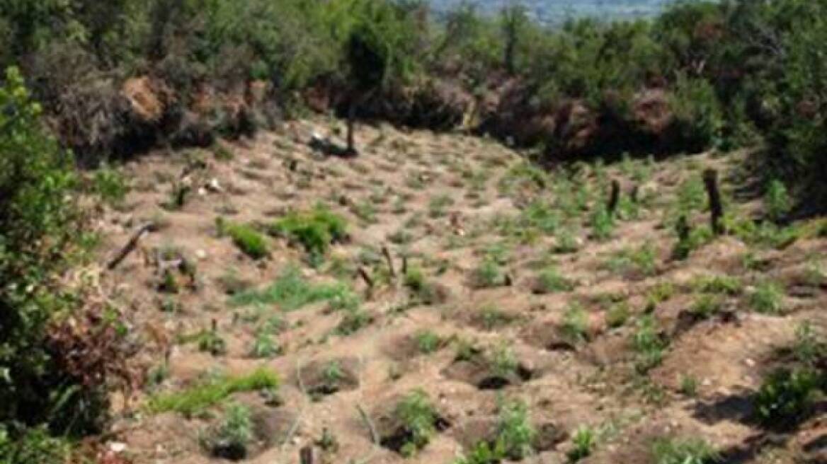 Μεσσηνία: Εντοπίστηκαν δύο φυτείες με 1.543 χασισόδεντρα!