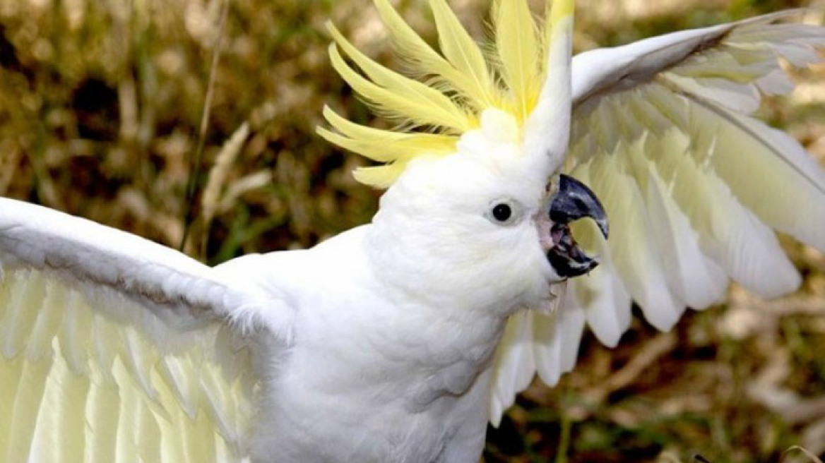 Αυτός ο παπαγάλος νομίζει πως είναι σκύλος!