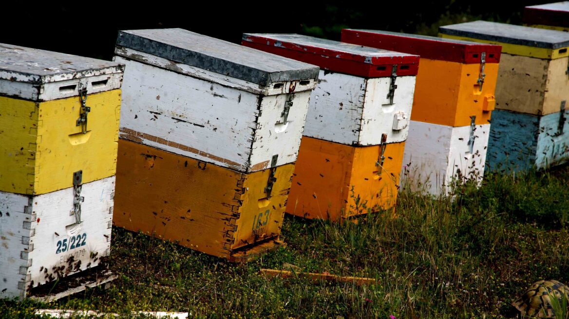 Ζωοκλέφτης πωλούσε κυψέλες που έκλεβε στη Φλώρινα