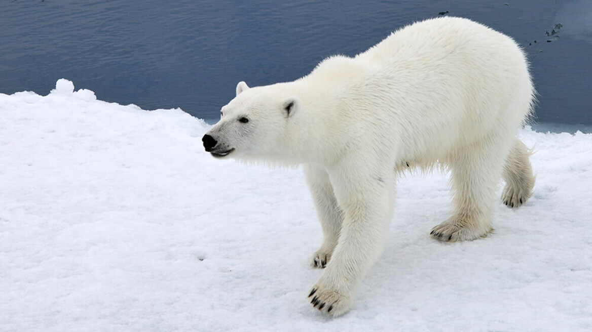 Νορβηγία: Πείραξες πολική αρκούδα; Πρόστιμο!