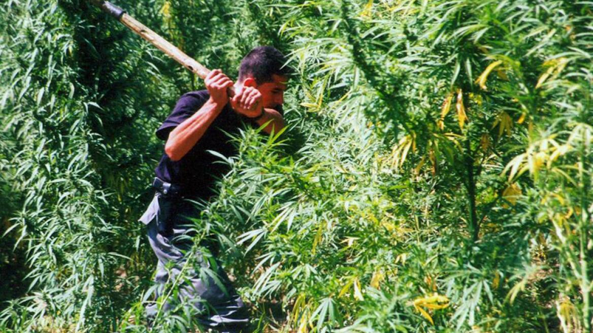 Μεγάλες χασισοφυτείες σε Λαμία και Πλατανιά