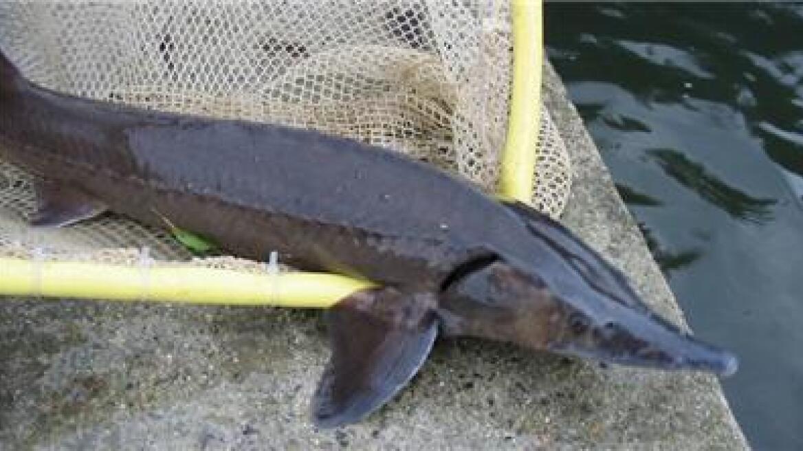 Συνελήφθη 51χρονος επειδή έκλεψε οξύρρυγχους από ιχθυοτροφείο στην Άρτα