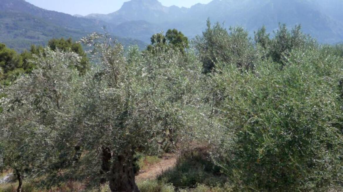 Artificial intelligence for agricultural pest control in Spain