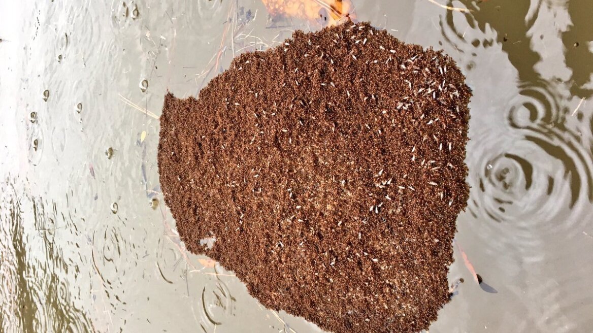 Islands of fire ants in Houston floods! (photo-videos)