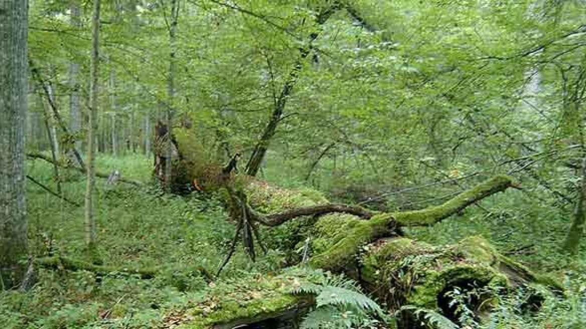 Activists climb ancient trees to stop Polish logging (VIDEO)