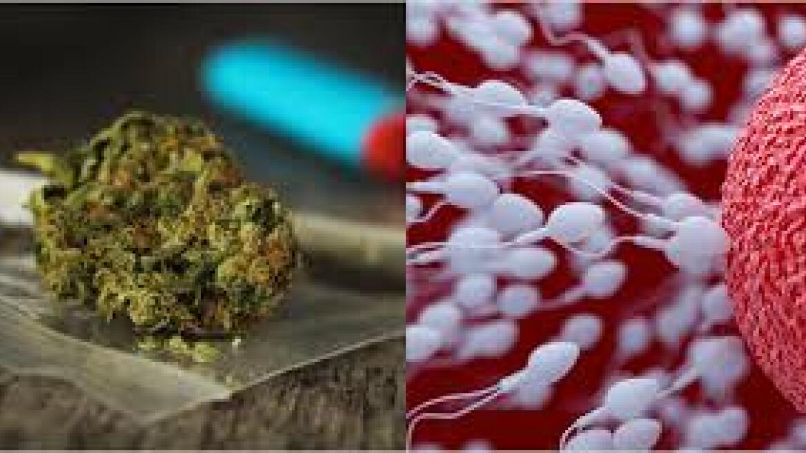 Το σπέρμα των ανδρών που καπνίζουν κάνναβη δεν πάει προς το ωάριο αλλά... κάνει κύκλους!