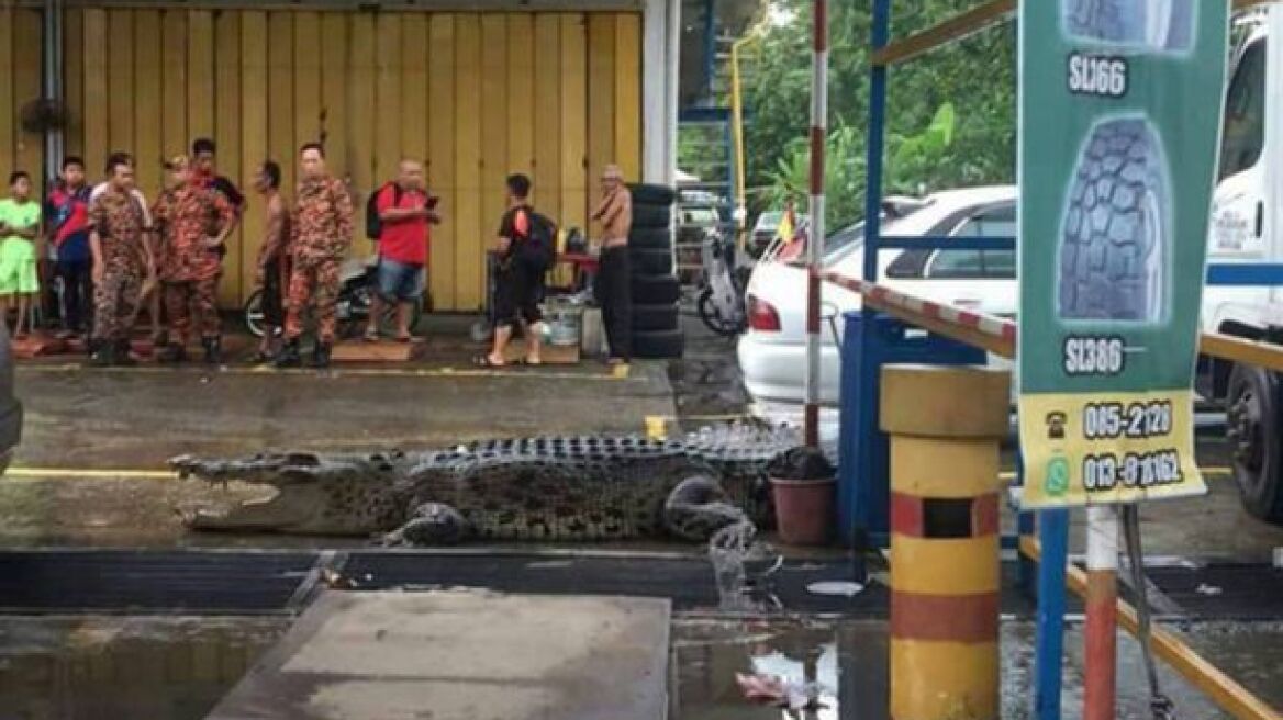 Βίντεο: Κροκόδειλος 5,5 μέτρων πήγε να αλλάξει... λάστιχα σε συνεργείο
