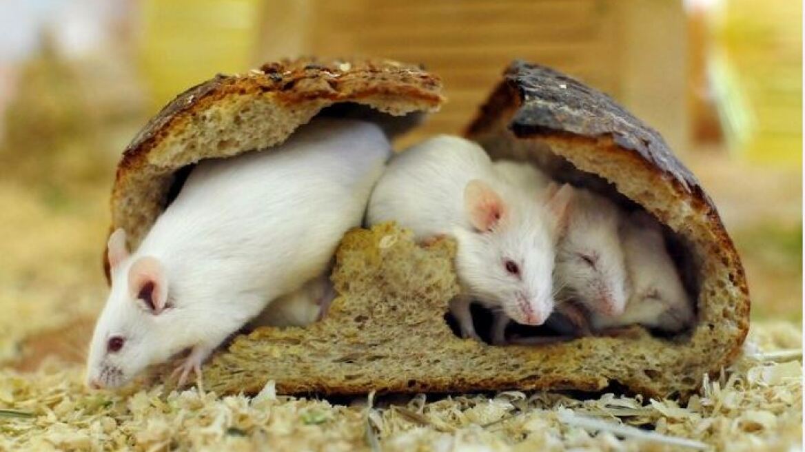 Κετονική δίαιτα: Bελτίωσε τη μνήμη και τη μακροζωία σε γέρικα πειραματόζωα