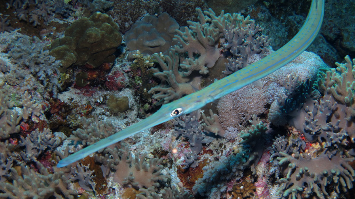 Βίντεο: Τροπικό ψάρι εντοπίστηκε στον Αργολικό κόλπο 