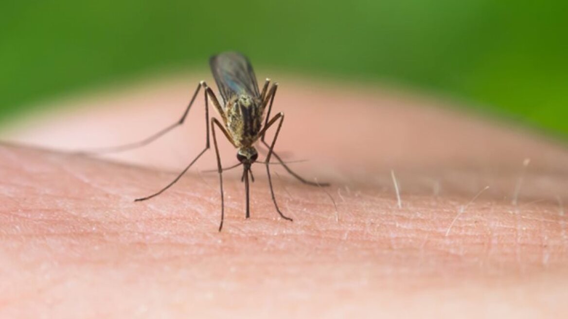 Greek authorities on alert due to new West Nile virus cases