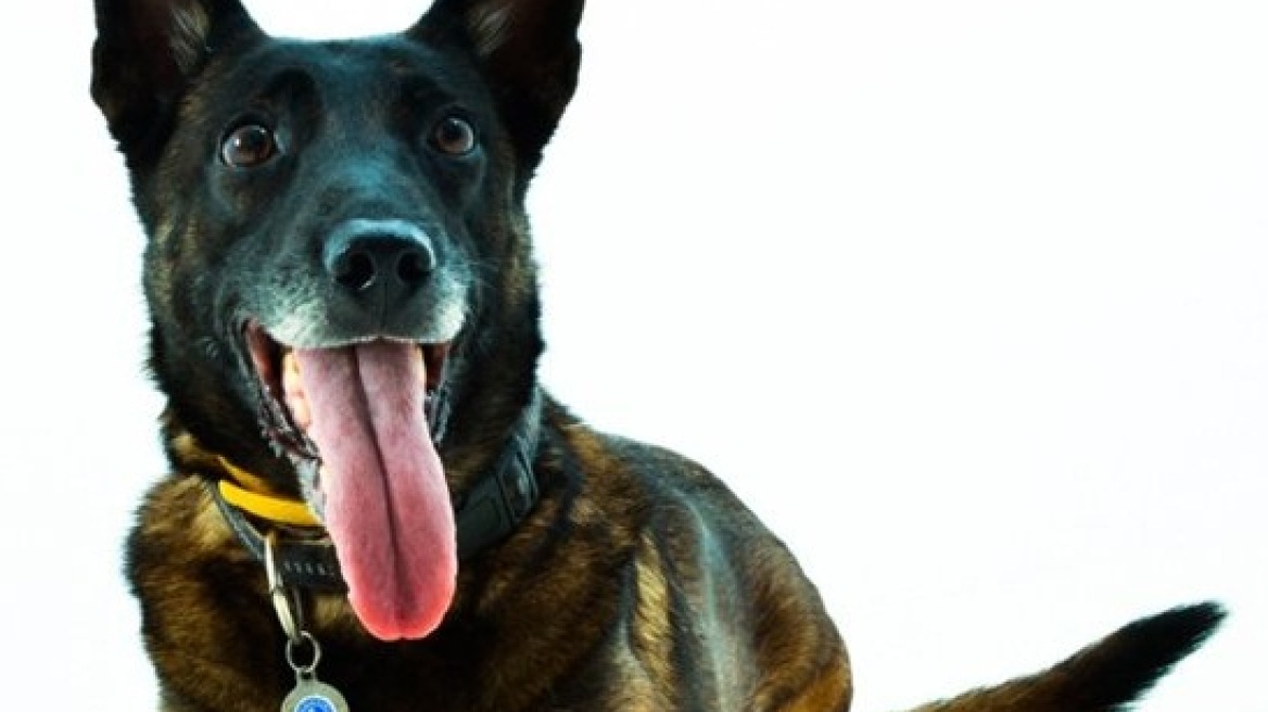 «Samy»: Γνωρίστε τον θηλυκό... πράκτορα πίσω από τη σύλληψη του «Μαραντόνα»