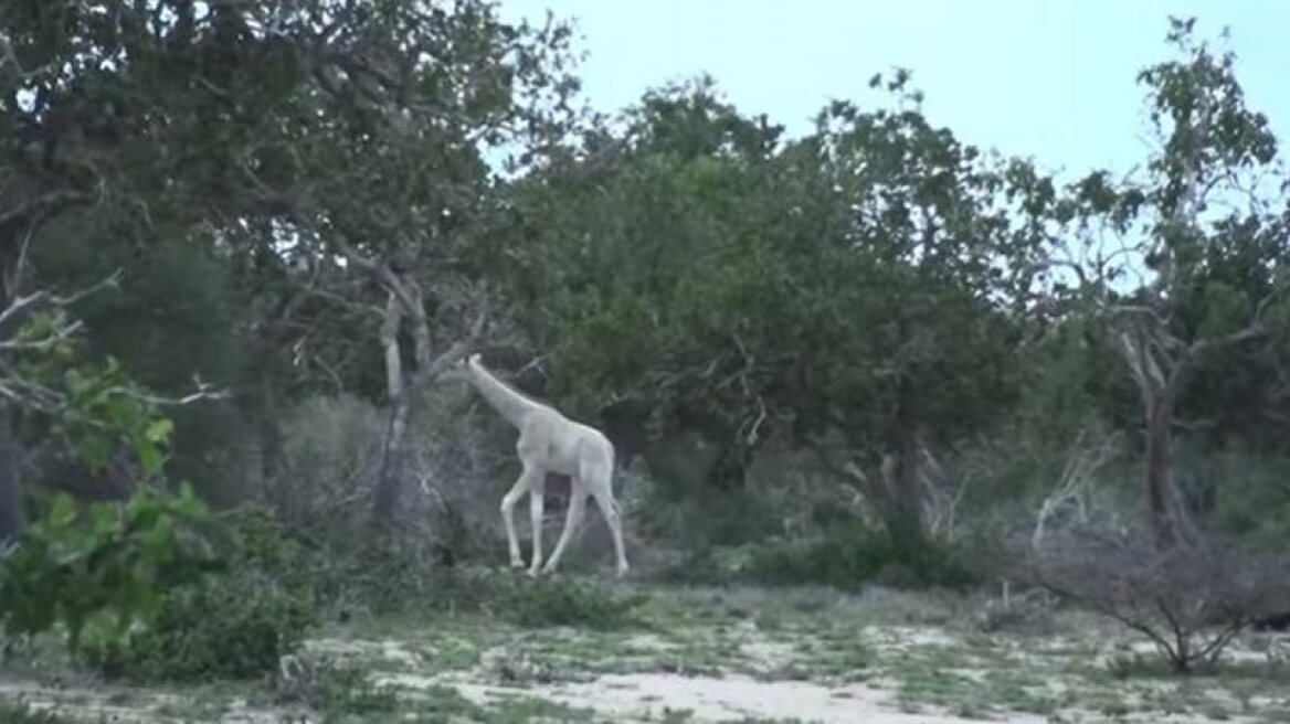 Rare white giraffes caught on video (video)
