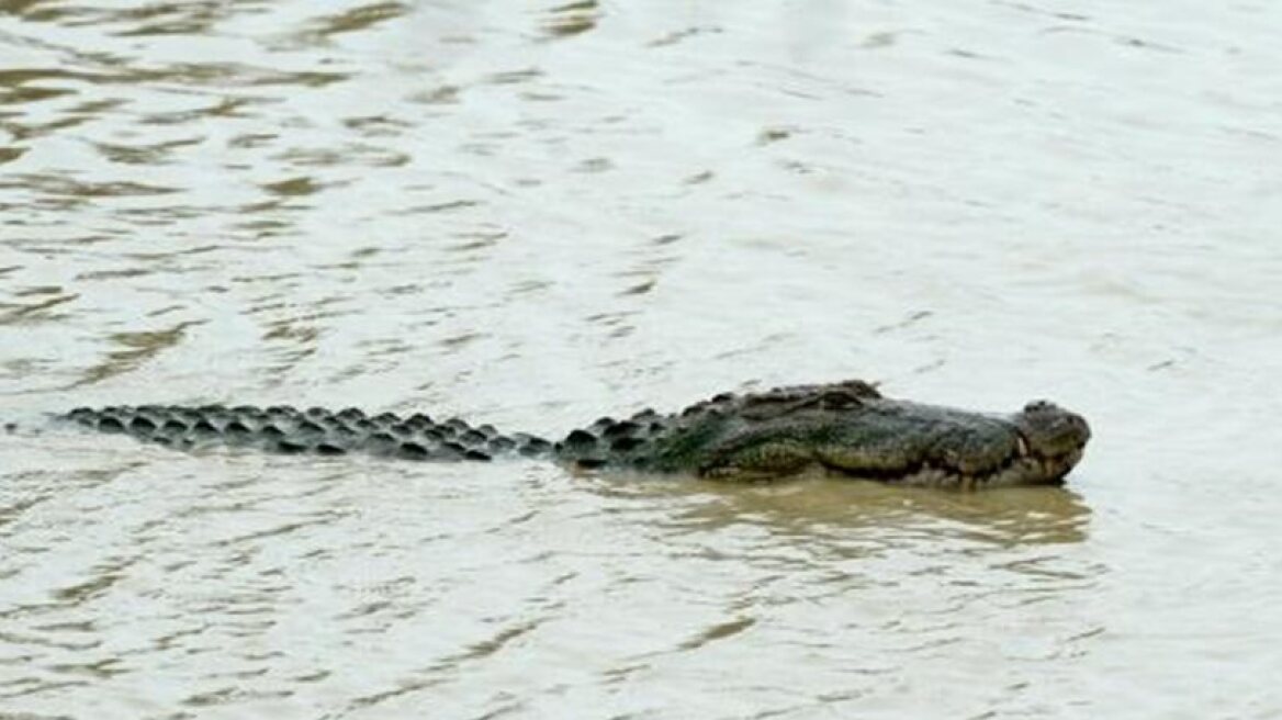 Financial Times reporter eaten alive by crocodile