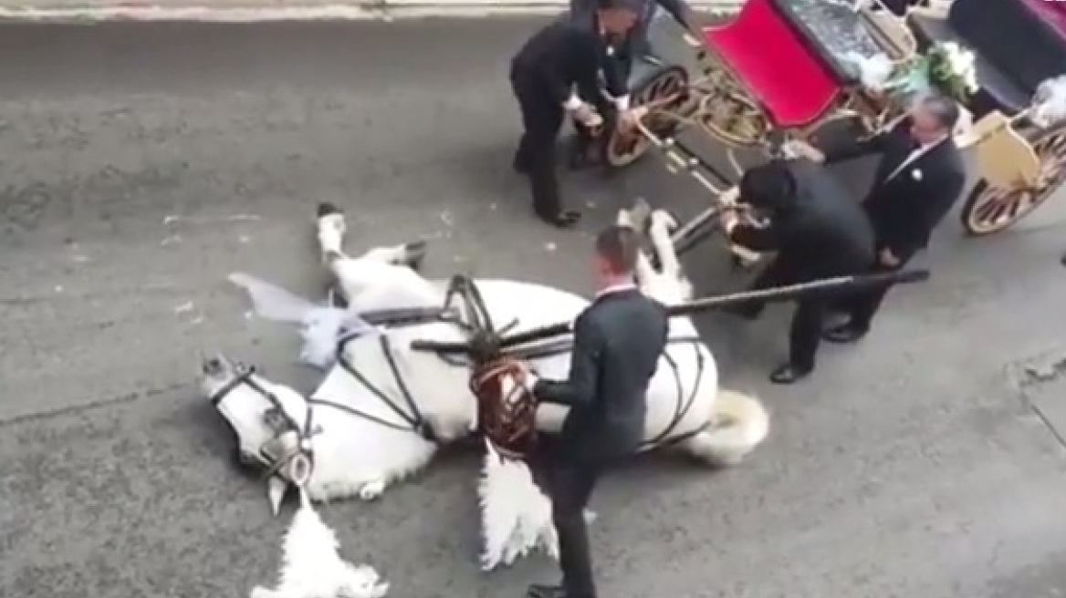 Όλα του γάμου δύσκολα: Κατέρρευσε από τη ζέστη άλογο που έσερνε άμαξα με μελλόνυμφους!