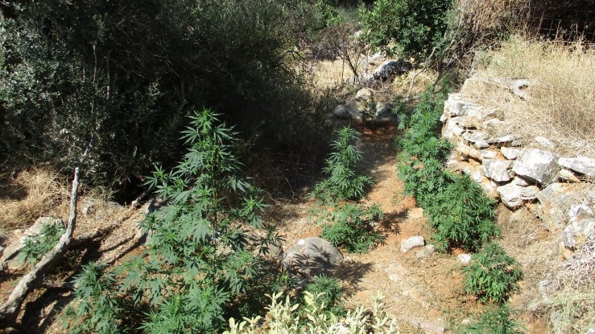 Τρεις φυτείες με πάνω από 1.000 χασισόδεντρα στο Ρέθυμνο