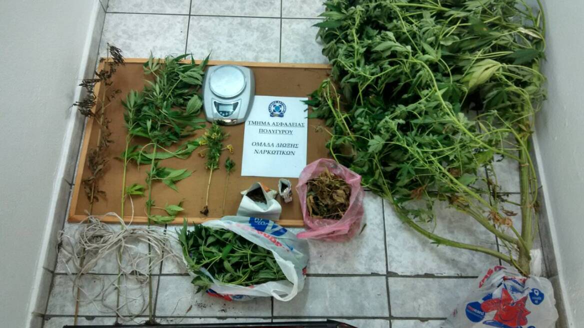 Χαλκιδική: Το αγρόκτημα έκρυβε... μίνι χασισοφυτεία