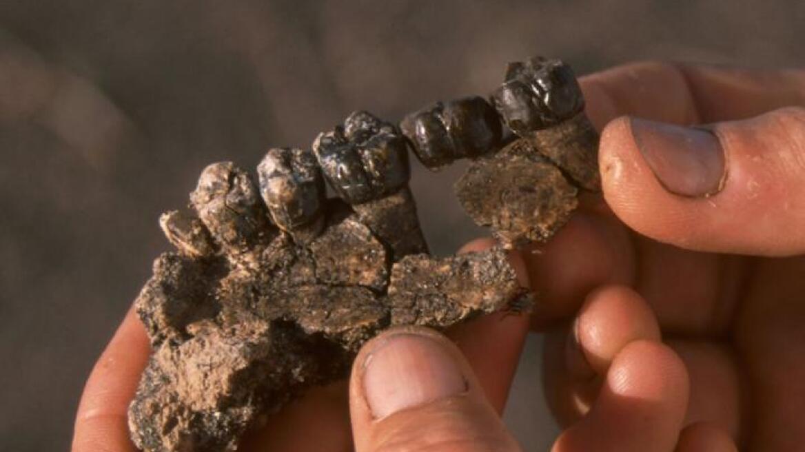 Molecule may help identify human ancestors