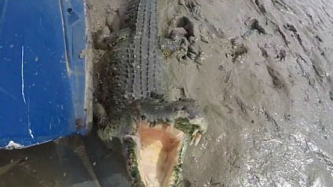 Η στιγμή που ένας ψαράς γλιτώνει παρά τρίχα από τα σαγόνια ενός κροκόδειλου (vid)