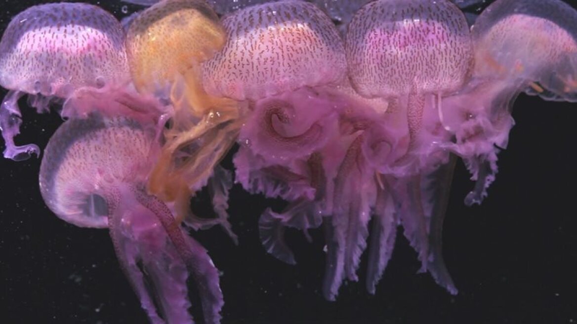 Βιολογία: Κοιμούνται οι μέδουσες;