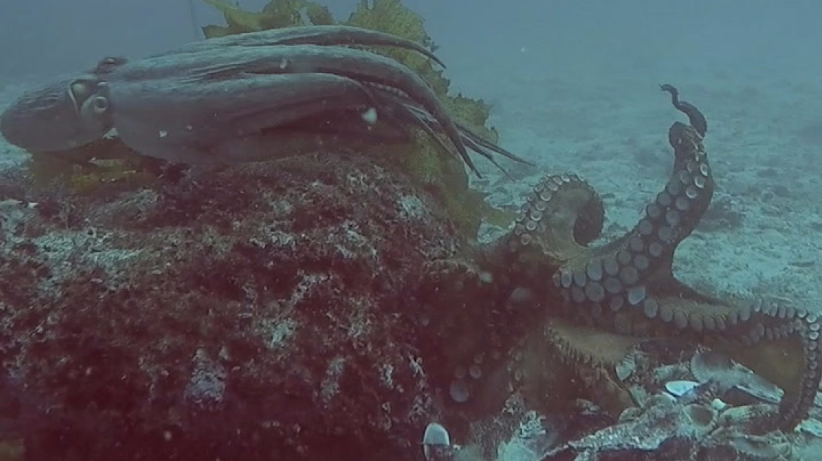 Βίντεο: Ερευνητές ανακάλυψαν «πόλη» χταποδιών στον βυθό της Αυστραλίας