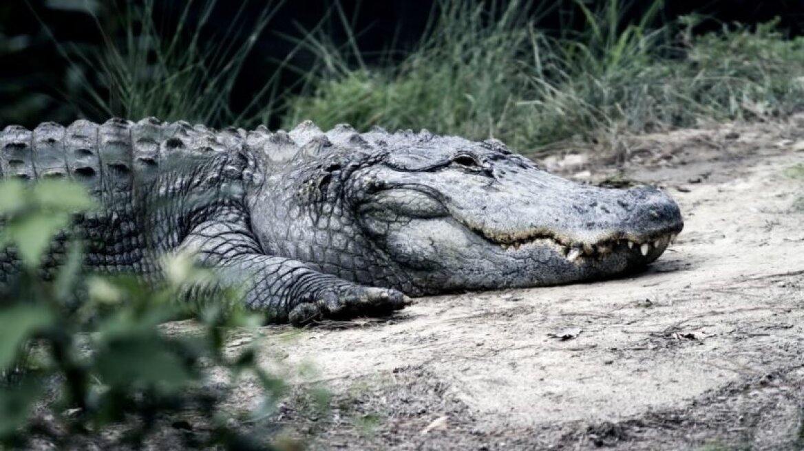 Νόμιζε πως είχε την υπερδύναμη να ελέγχει τους κροκόδειλους, αλλά ένας τον σκότωσε