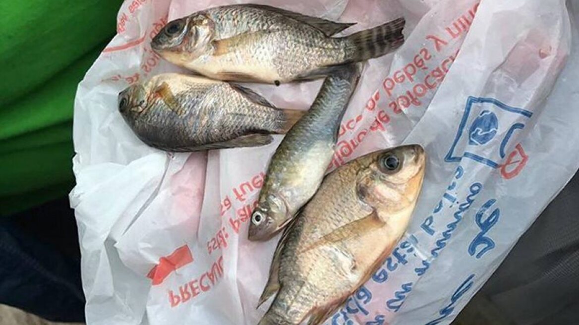 Is the Apocalypse near? Fish rain down in Mexico!