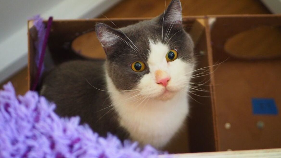 First ever interactive art exhibition for pets! (video-photos)