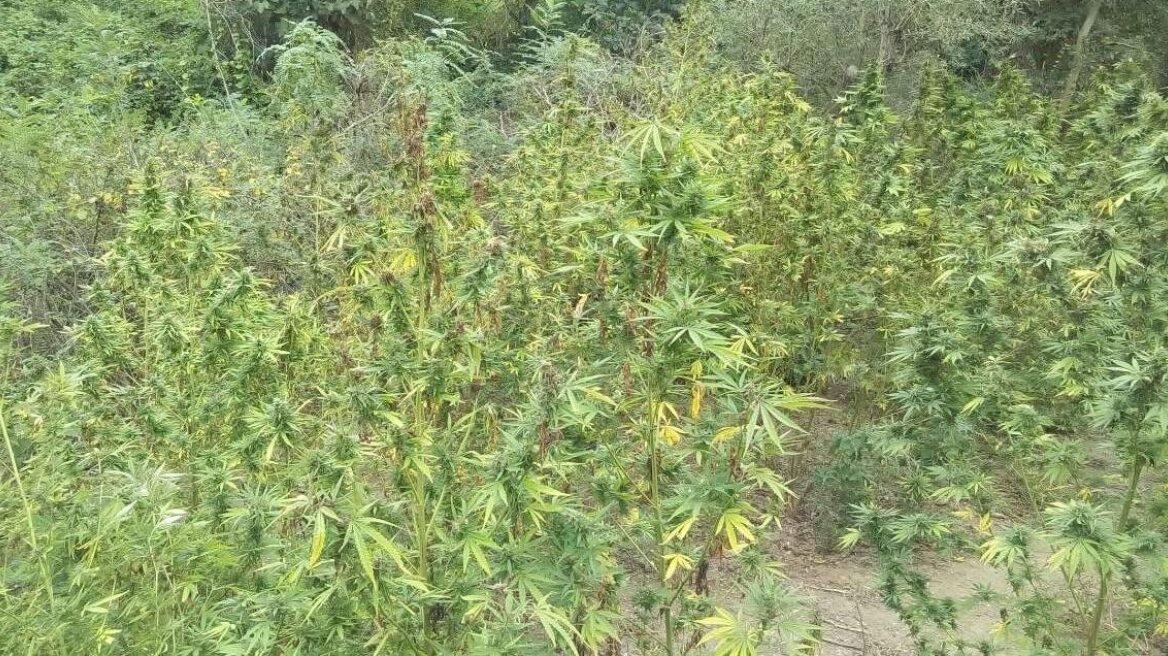 Βέροια: Εντοπίστηκε τεράστια χασισοφυτεία με 790 δενδρύλλια!