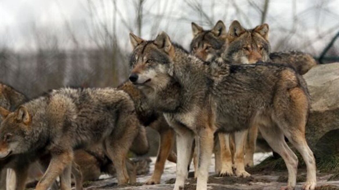 Συνεχείς επιθέσεις λύκων σε χωριά της Ηπείρου