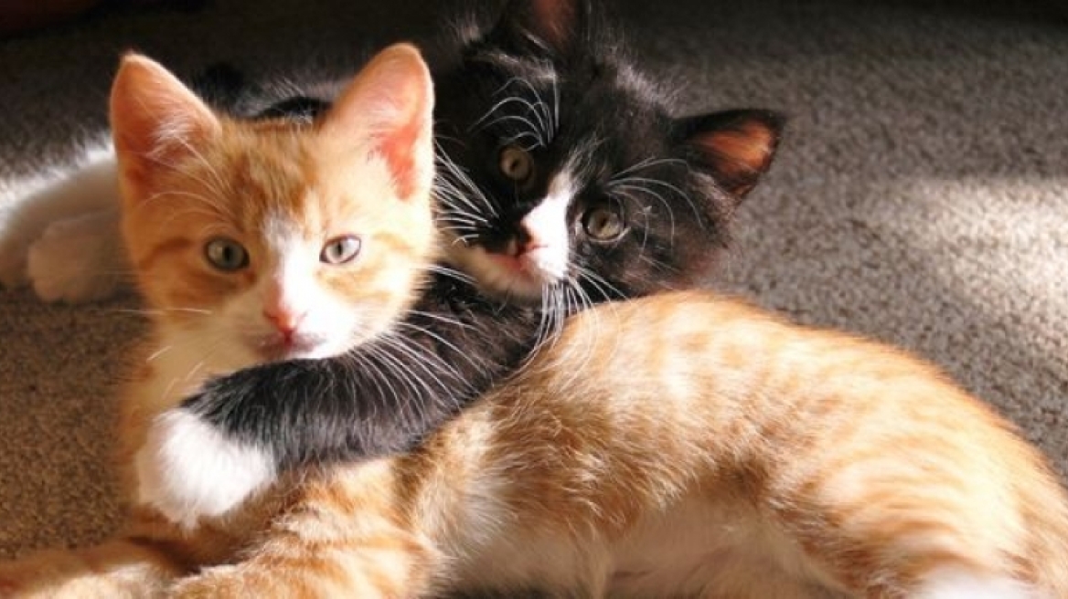 Το πιο αστείο βίντεο με γατάκια