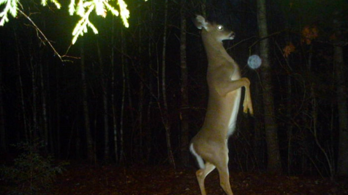 Τι κάνουν τα ζώα όταν νομίζουν ότι δεν τα βλέπουμε