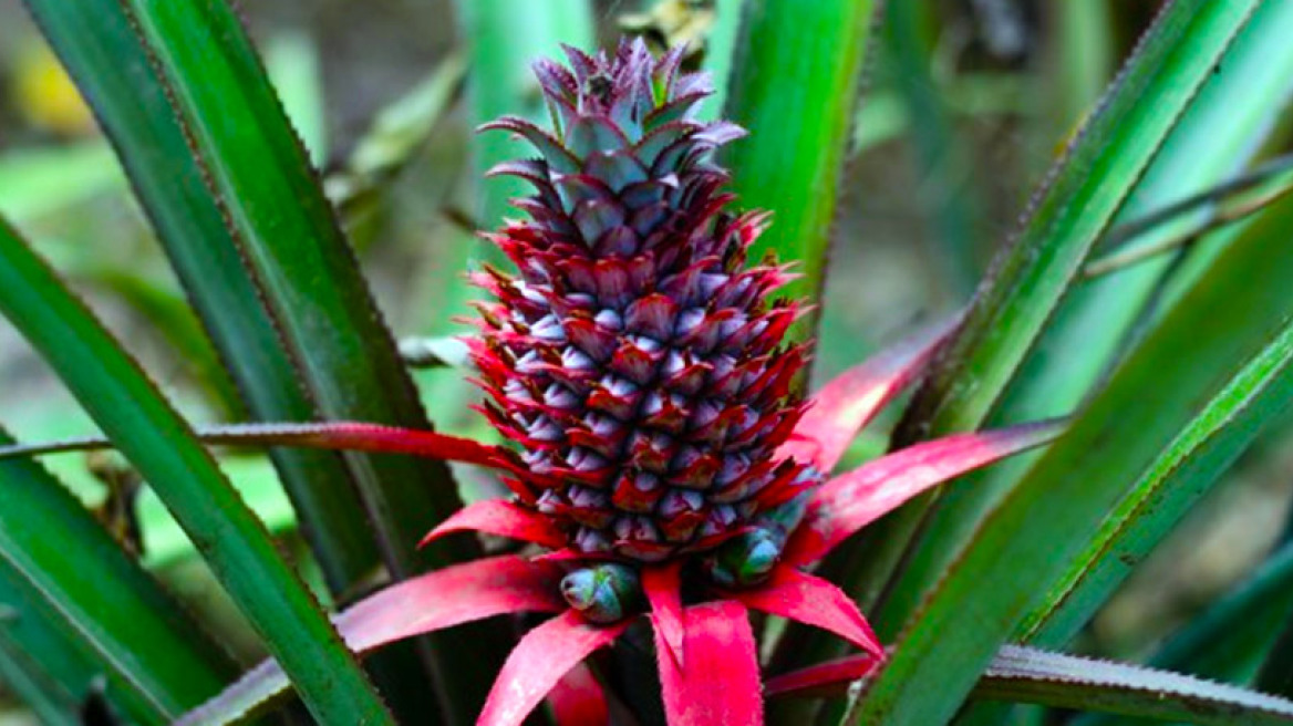 Ο ροζ ανανάς είναι ό,τι πιο όμορφο είδαμε τελευταία!