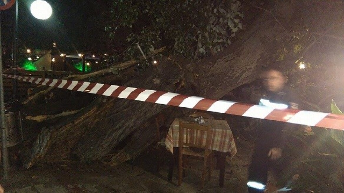 Πήλιο: Παρά λίγο τραγωδία από πτώση πλάτανου - Τραυματίστηκε μια γυναίκα 