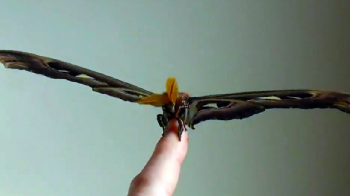 Αυτές είναι οι μεγαλύτερες πεταλούδες στον κόσμο