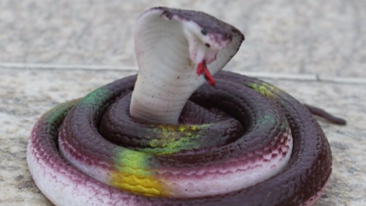 Συναγερμός στη Ρόδο για φάρσα με φίδι… «μαϊμού»!