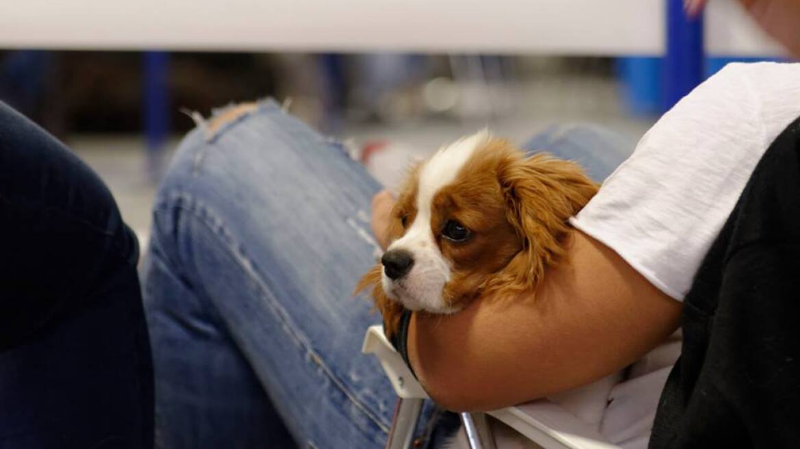 Discover Dogs 2017: Το μοναδικό φεστιβάλ για όλους τους σκύλους