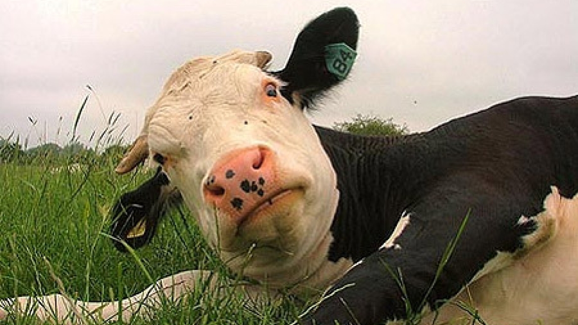 Τι σχέση έχουν οι αγελάδες με τα ζελεδάκια και τα... μαχητικά τζετ;