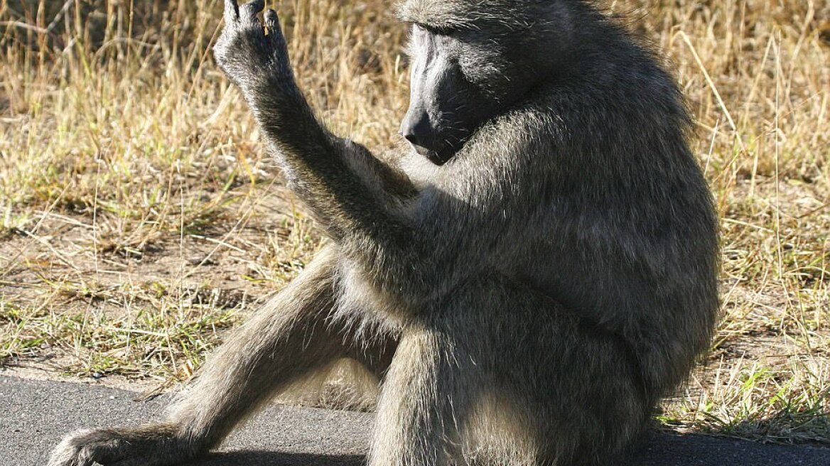 Μπαμπουίνος αλά... Βίκυ Σταμάτη υψώνει το μεσαίο δάχτυλο σε τουρίστες!