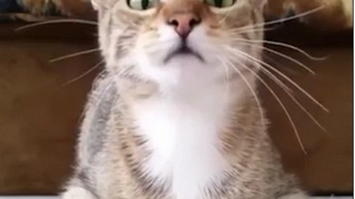 Το βίντεο θα σας πείσει: Μη βάλετε τη γάτα σας... να δει θρίλερ!