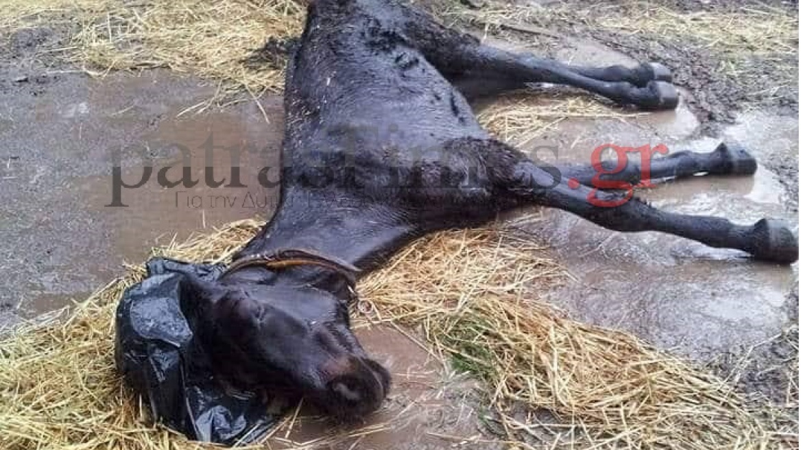 Κολαστήριο ζώων στο Ρίο