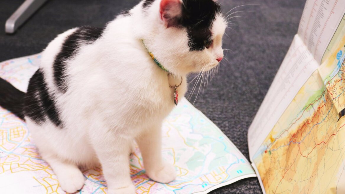 Ο «Λόρενς του Αμπντούν» είναι η πρώτη γάτα... διπλωμάτης!