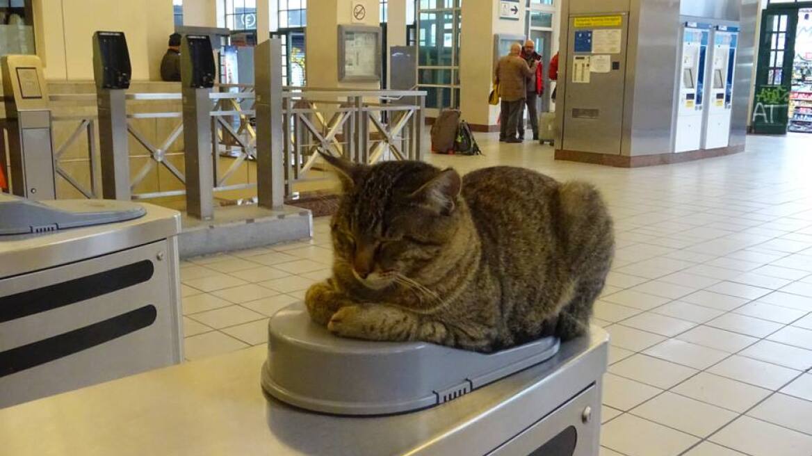 Viral στα social media ο γάτος στις μπάρες του Μετρό στο Μοναστηράκι