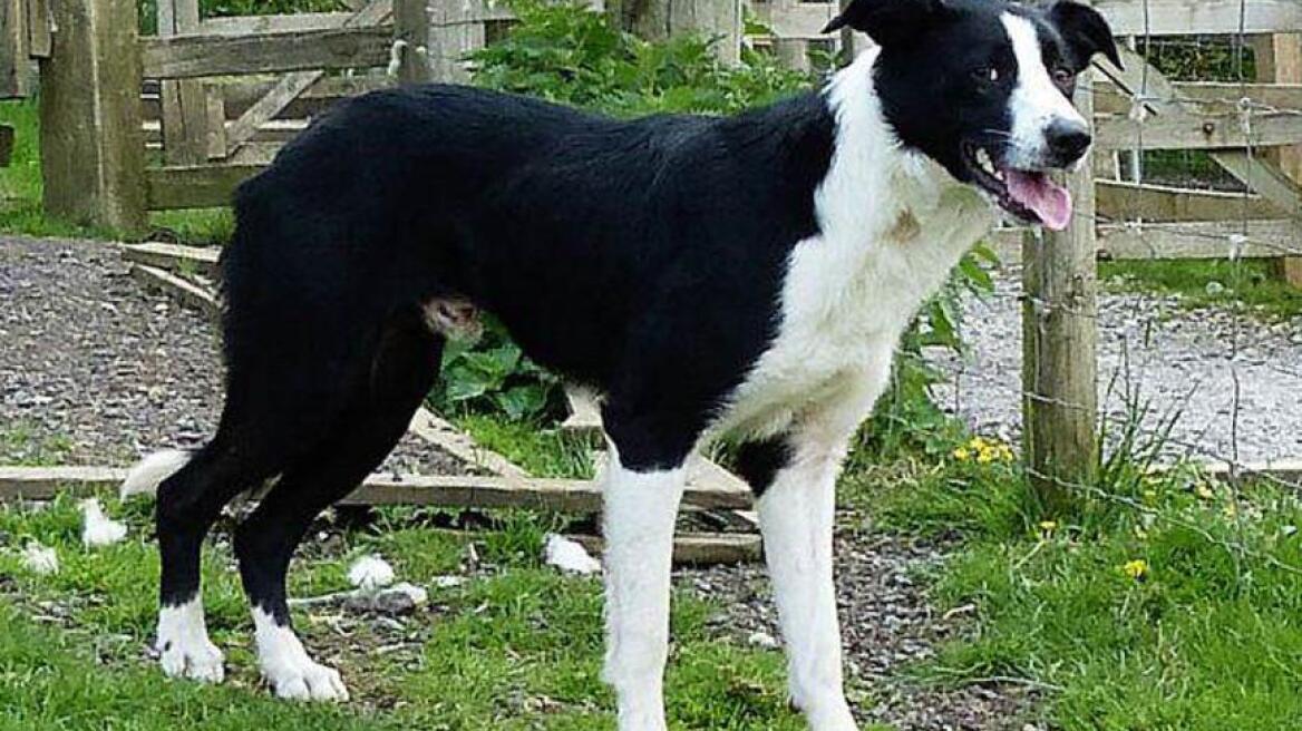 Απίστευτη αγριότητα! Σκότωσε τσοπανόσκυλο μπροστά στα μάτια 11χρονου