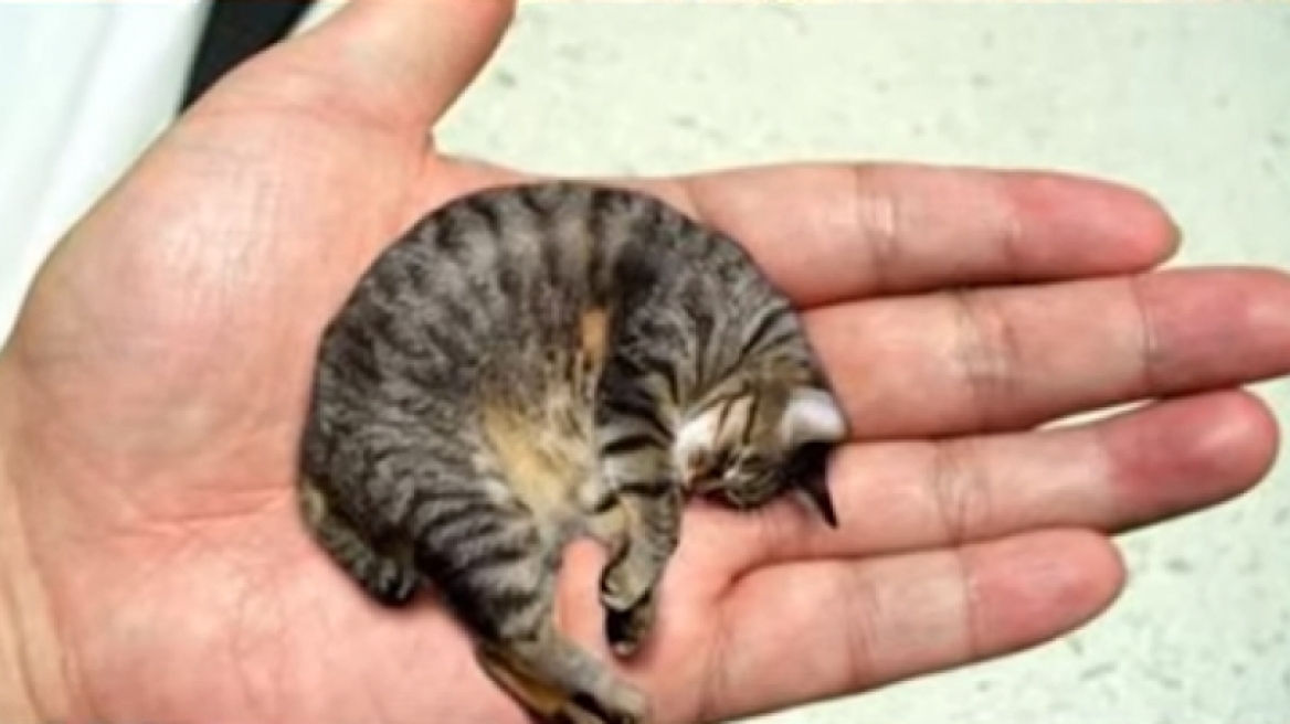 Τα 13 πιο μικρά ζώα στον κόσμο