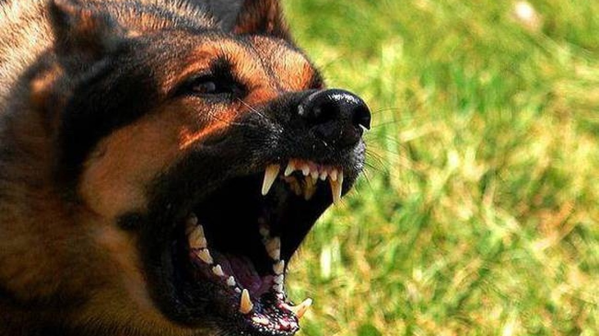 Ξάνθη: Τραυματίστηκε σοβαρά ηλικιωμένη μετά από επίθεση σκύλων